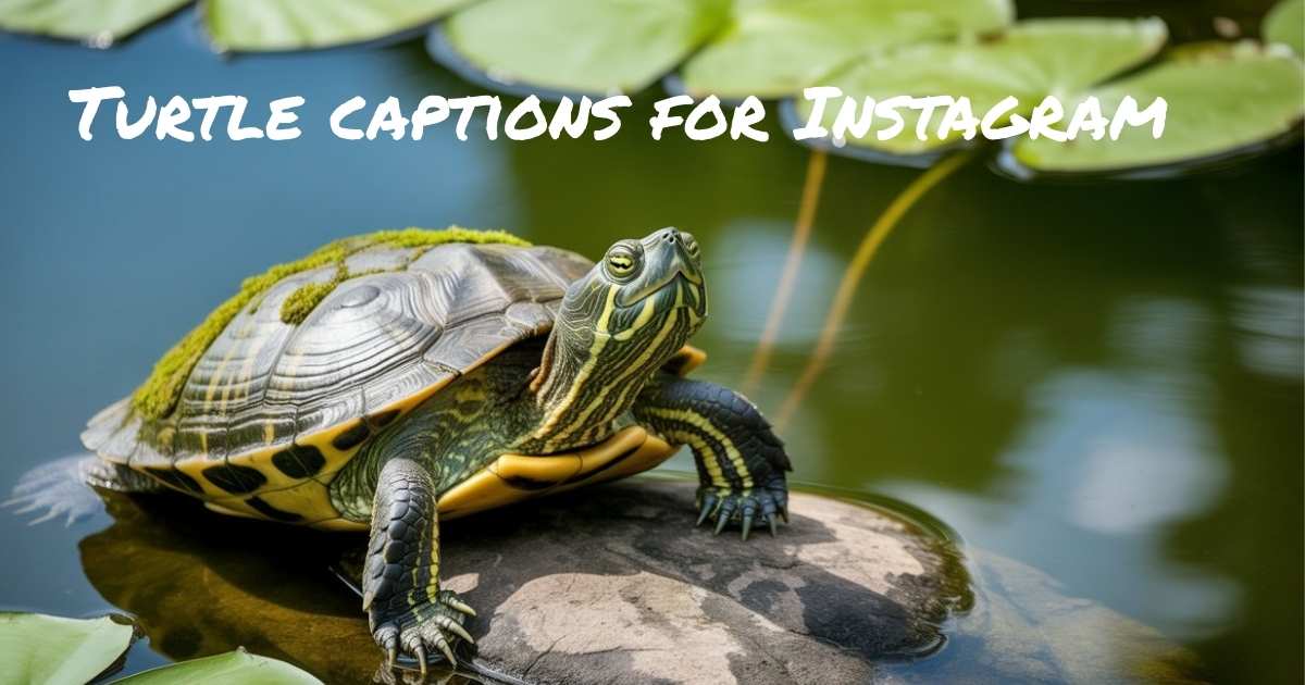 Turtle captions for Instagram