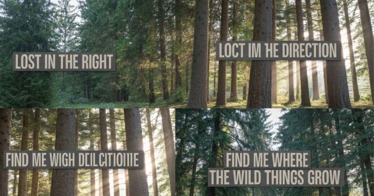 Pine forest captions for Instagram